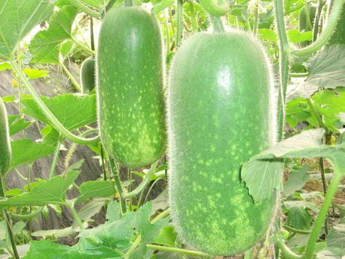 热门大瓜往期内容